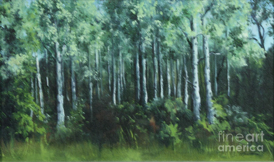 Slender white birch trunks rise from green undergrowth into a soft canopy of leaves.